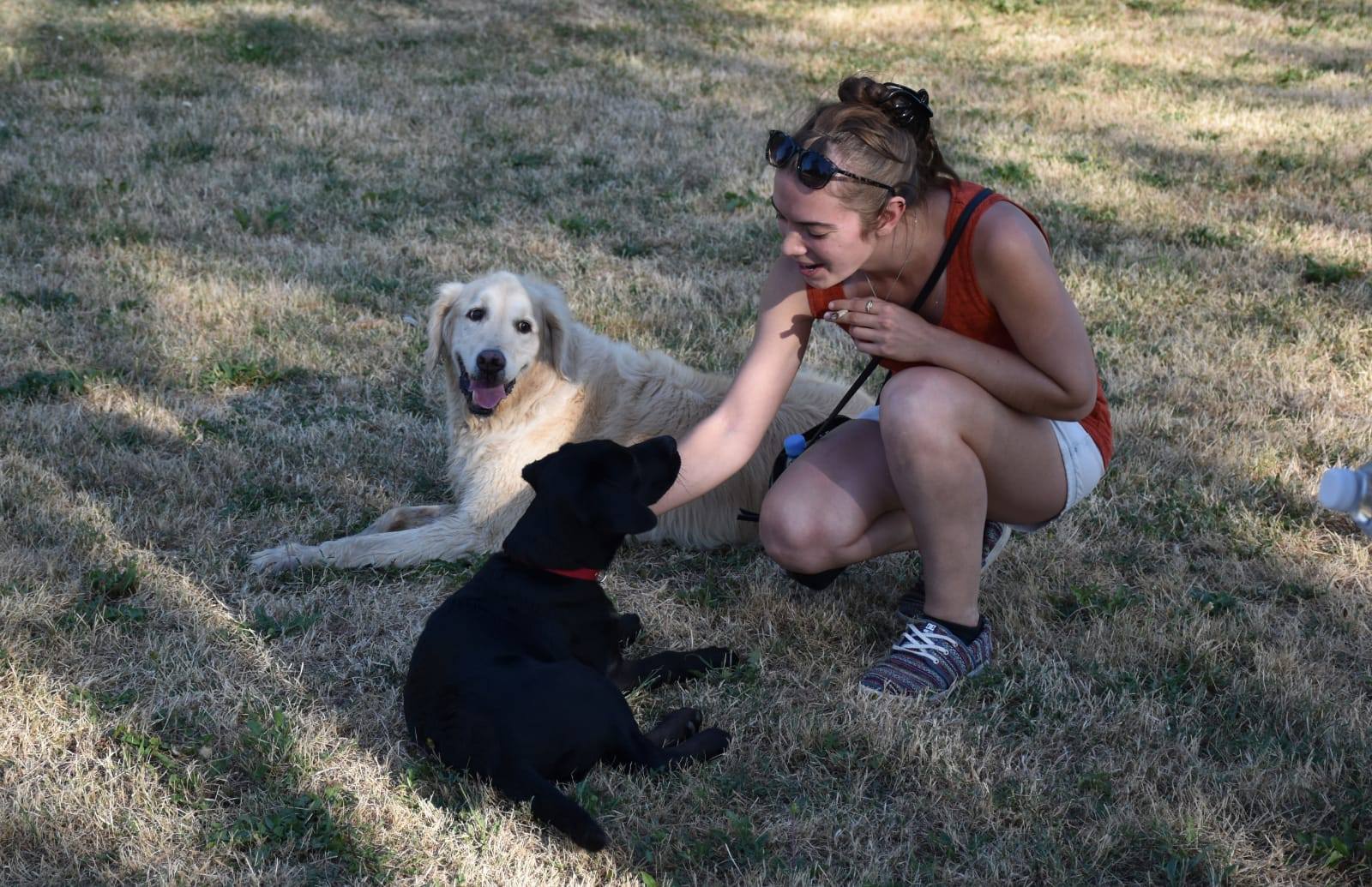 éducation et dressage de chiens Savoie
